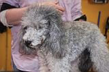 CANICHE - TOILETTAGE 019